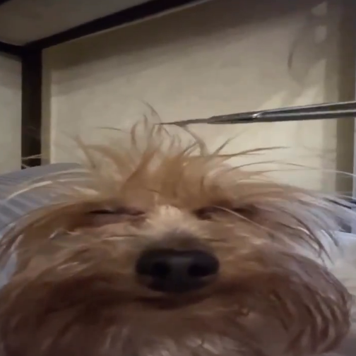 ophanimfangs's tweet photo. good morning chat im collecting fuckass dog pics here's what i've got so far https://t.co/NJx4Udw64E