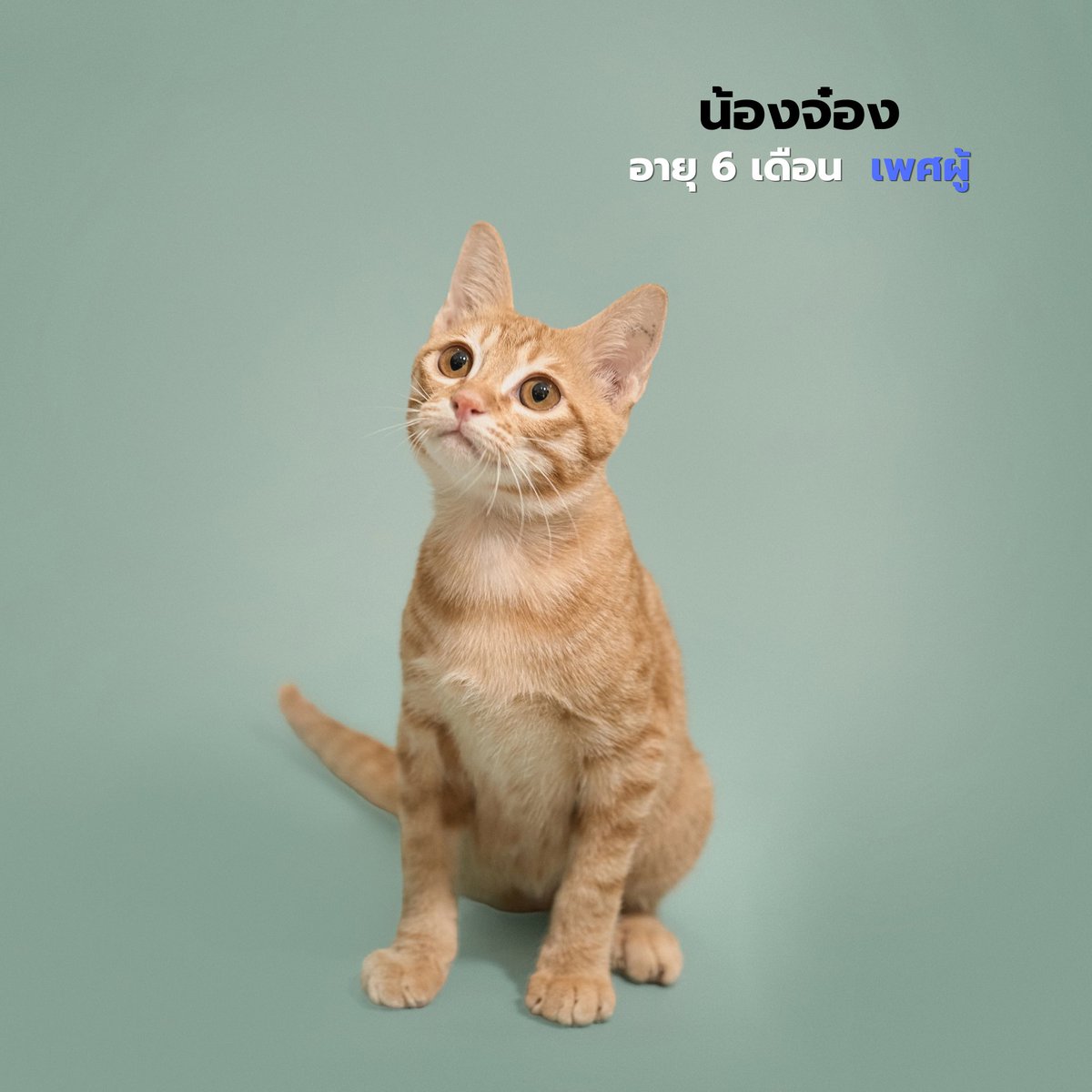 Soi Dog Adoptions tweet media