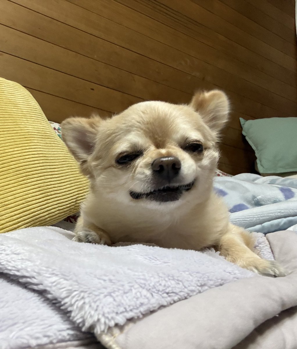 てん（６） tweet media