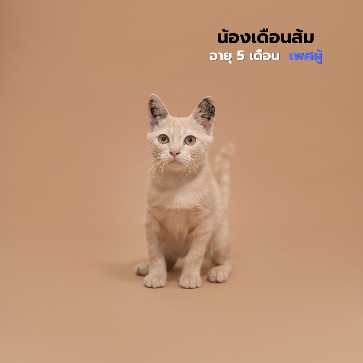 Soi Dog Adoptions tweet media