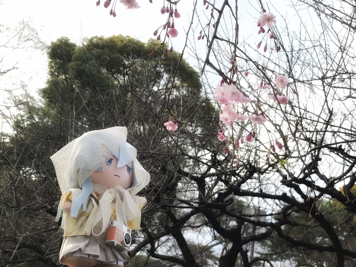 せつか tweet media