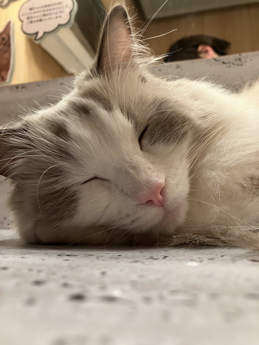 りんくすていっぷ tweet media