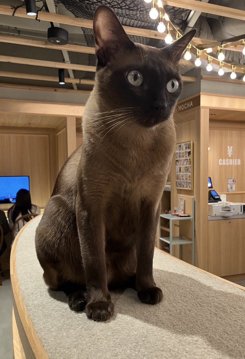 りんくすていっぷ tweet media