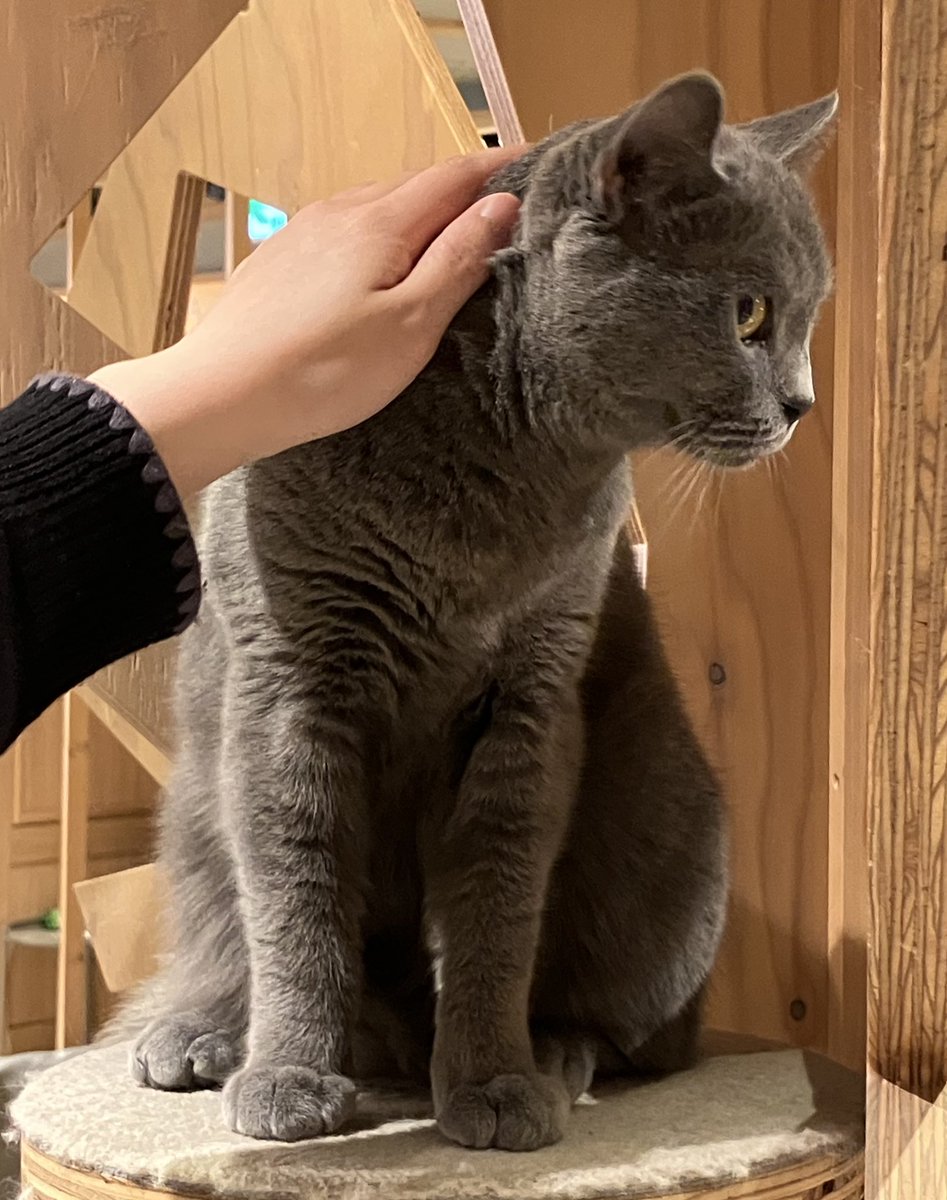 りんくすていっぷ tweet media