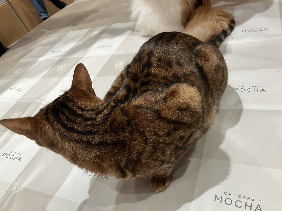 りんくすていっぷ tweet media