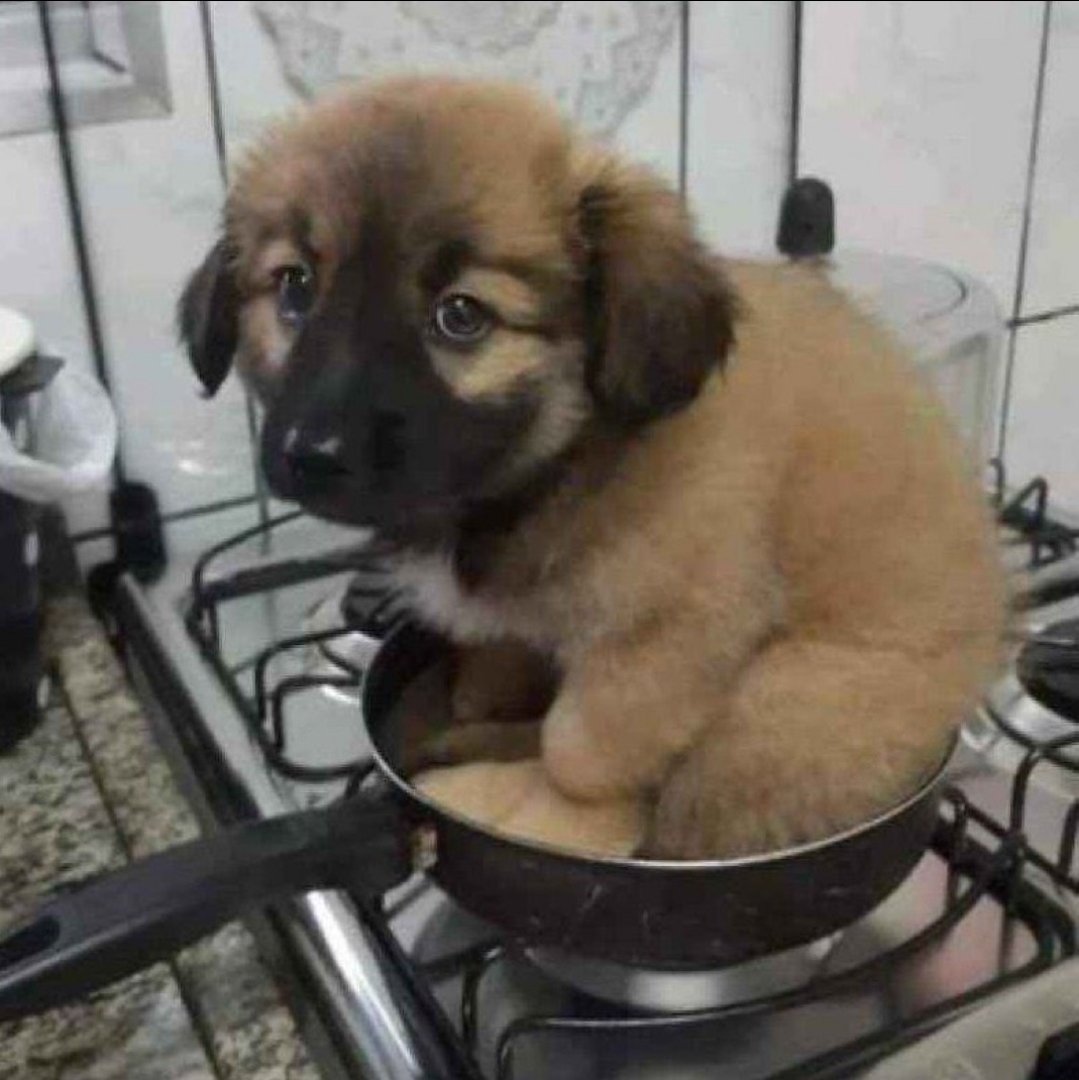ophanimfangs's tweet photo. good morning chat im collecting fuckass dog pics here's what i've got so far https://t.co/NJx4Udw64E