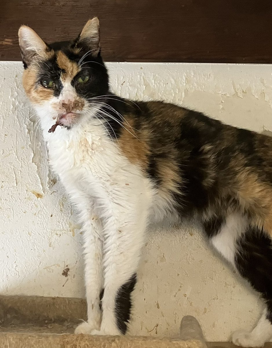 aken_mimimi's tweet photo. #保護猫　みけ子ちゃん😿約10歳7ヶ月
受診🏥

症状:wt:2.3kg(-0.2kg/5ヶ月)
　食欲低下(エナジーちゅ~るのみ摂取)
　鼻閉＆淡黄色鼻汁著明　活気なし

診断:猫風邪重症化による諸症状　　　　　　　　　　
　　
処置:コンベニア(抗生剤)
　　＆インターフェロン皮下注射

死亡の危険ある為自宅で注射す https://t.co/UfX2Ox5zWh