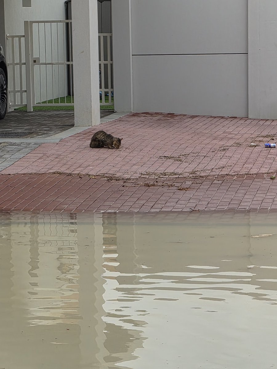 أم عمر 🇦🇪 tweet media