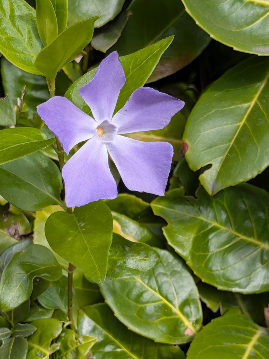 🌸 #flowering2026 #SpringTime #flowers #fypシ゚viral