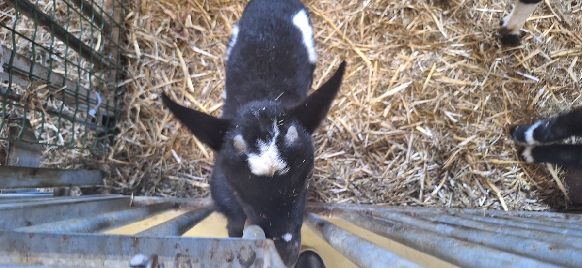 🌙 Lillie / Emil / Tooth ✨ tweet media