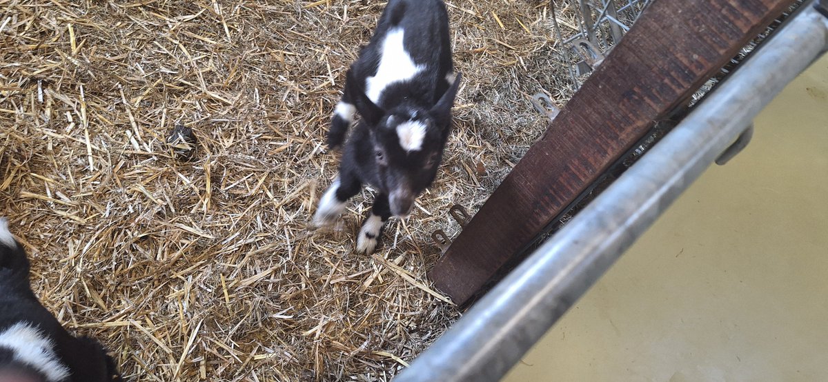 🌙 Lillie / Emil / Tooth ✨ tweet media