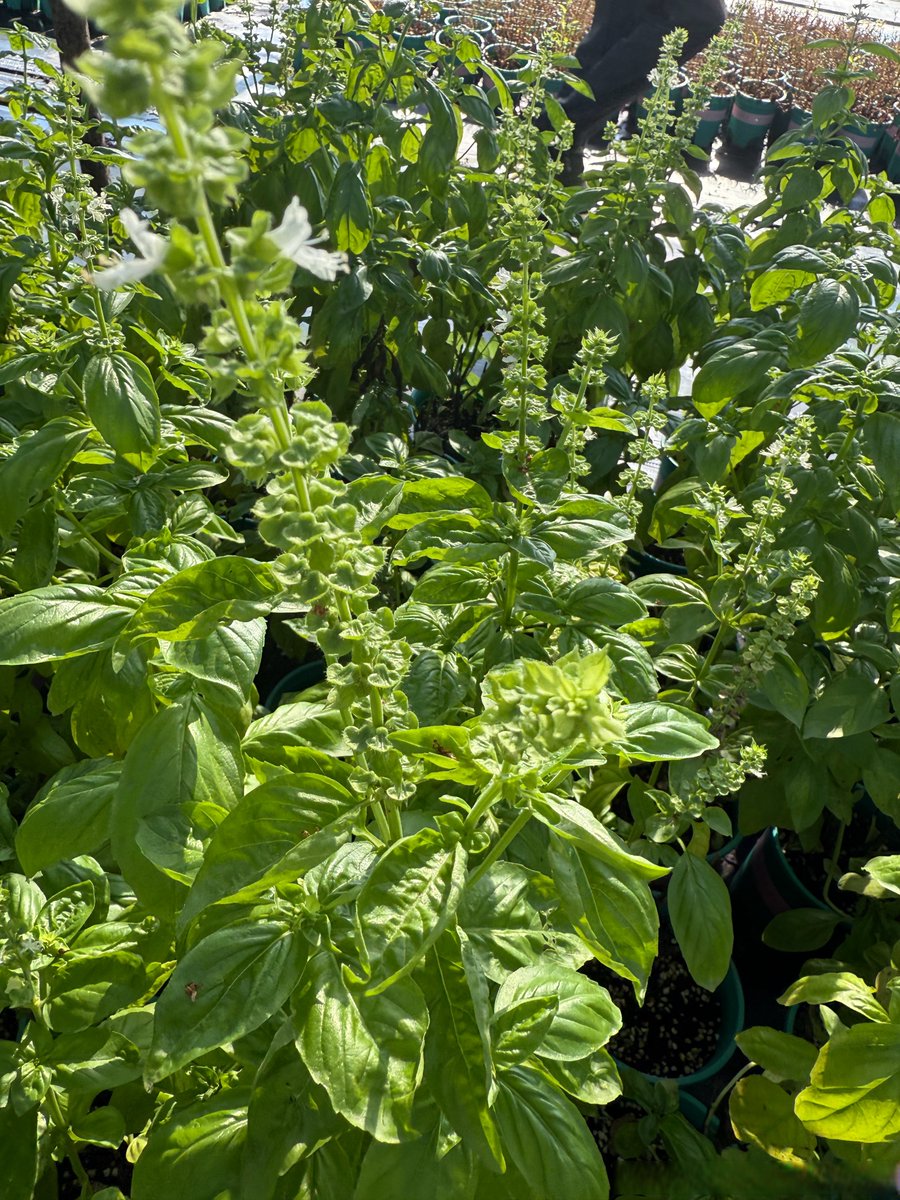 Danielle King tweet media