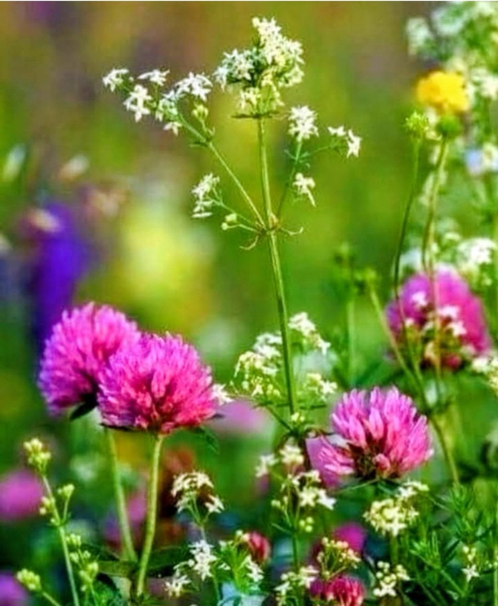kadiogluhtc's tweet photo. ALLAH'IM
Sen #kalbimizden geçenleri #hakkımızda hayırlı eyle🌹
Bereketli Nurlu GÜL Kokulu #Cumalar https://t.co/PCjbSLtF4A