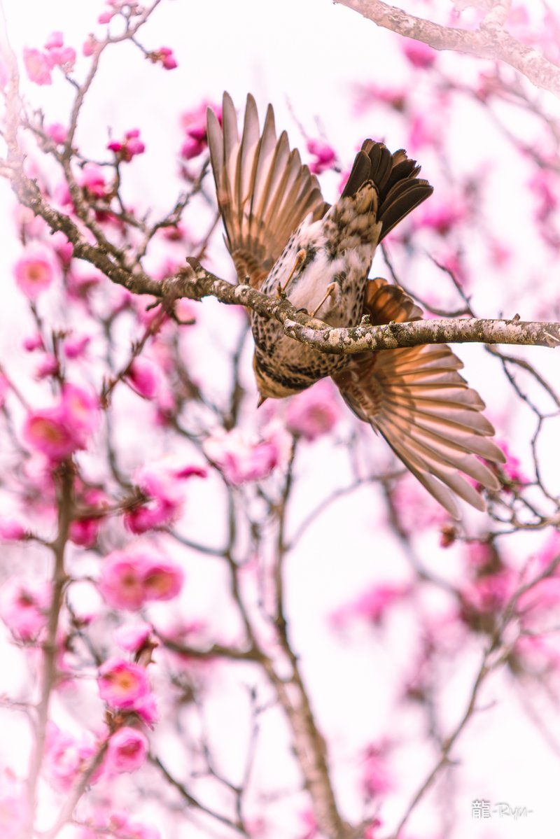 龍-𝑅‌𝑦𝑢-🐉𝑝ℎ𝑜𝑡𝑜 𝑔𝑟𝑎𝑝ℎ𝑖𝑐 𝑑𝑒𝑠𝑖𝑔𝑛📷 tweet media