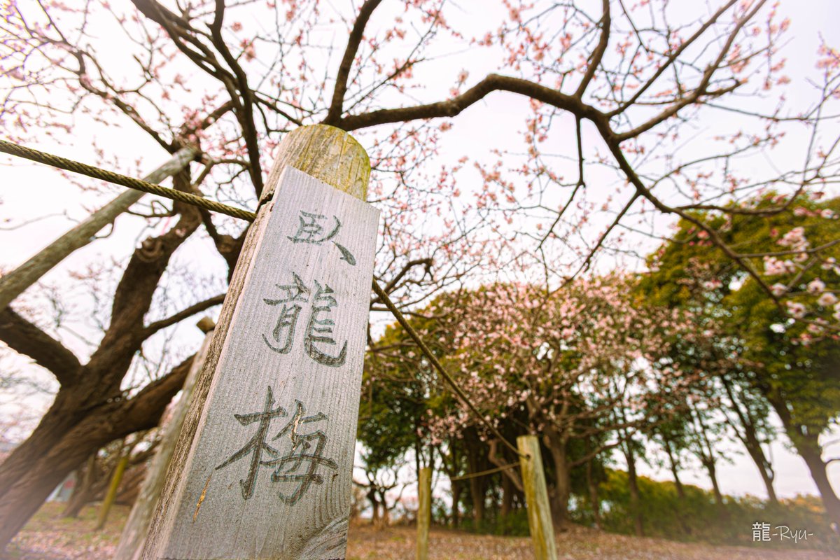 龍-𝑅‌𝑦𝑢-🐉𝑝ℎ𝑜𝑡𝑜 𝑔𝑟𝑎𝑝ℎ𝑖𝑐 𝑑𝑒𝑠𝑖𝑔𝑛📷 tweet media