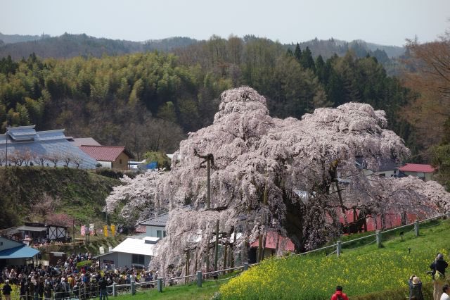 あらごん tweet media