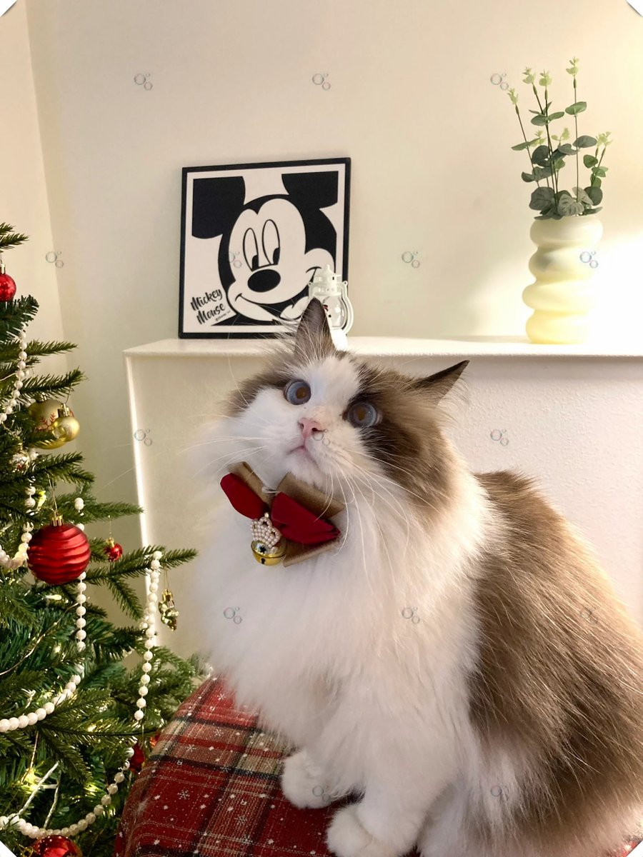 Alen Bajrektarevic tweet media