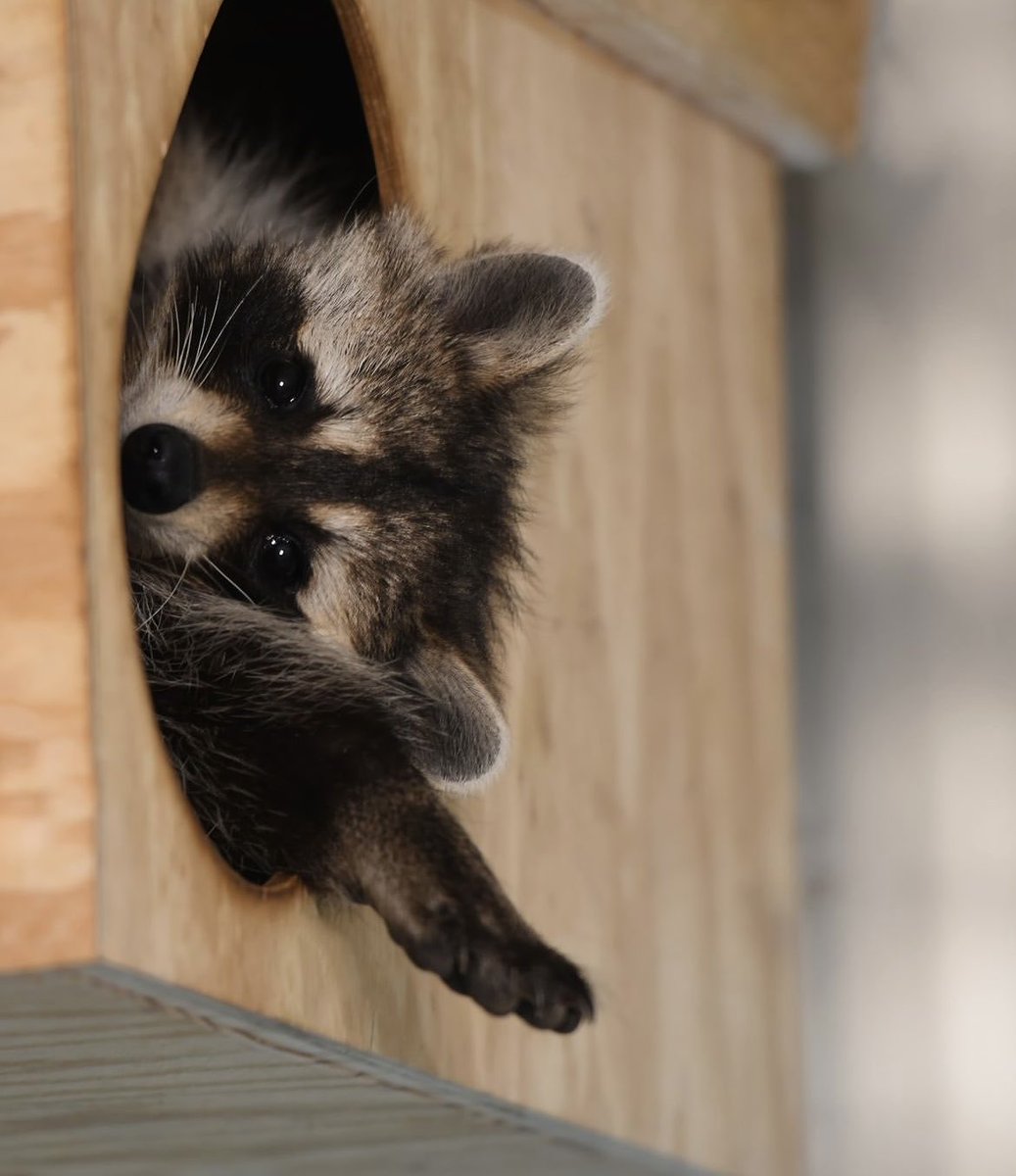 粒粒餡子 tweet media