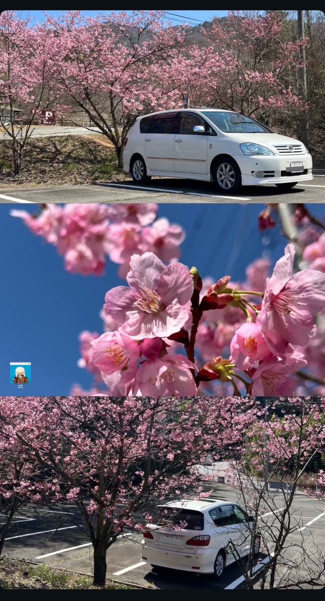 いぷさ tweet media