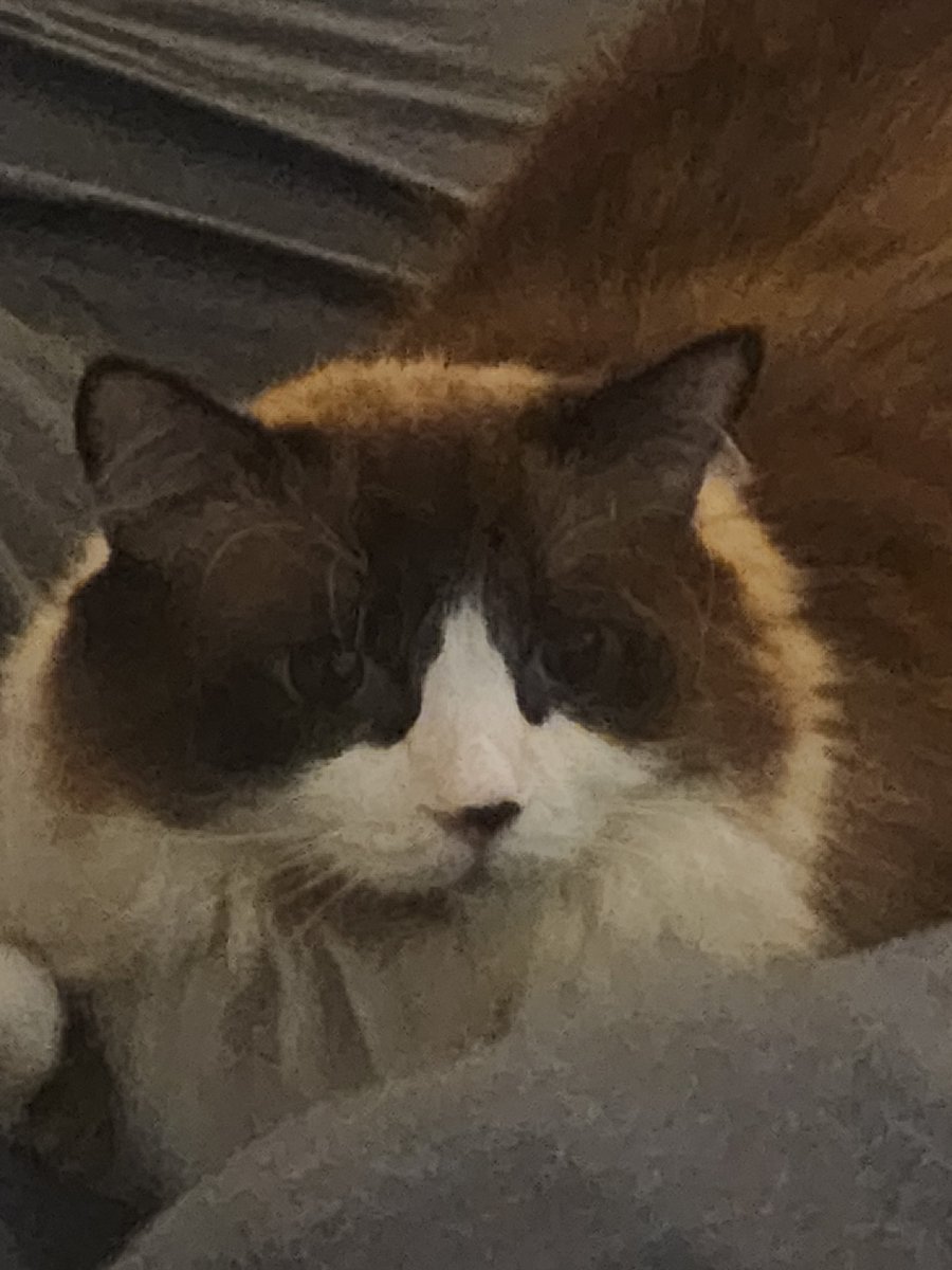 ZACKUROJUSTO (GABE PLUSH POSTING) 🇵🇷🇩🇴 tweet media