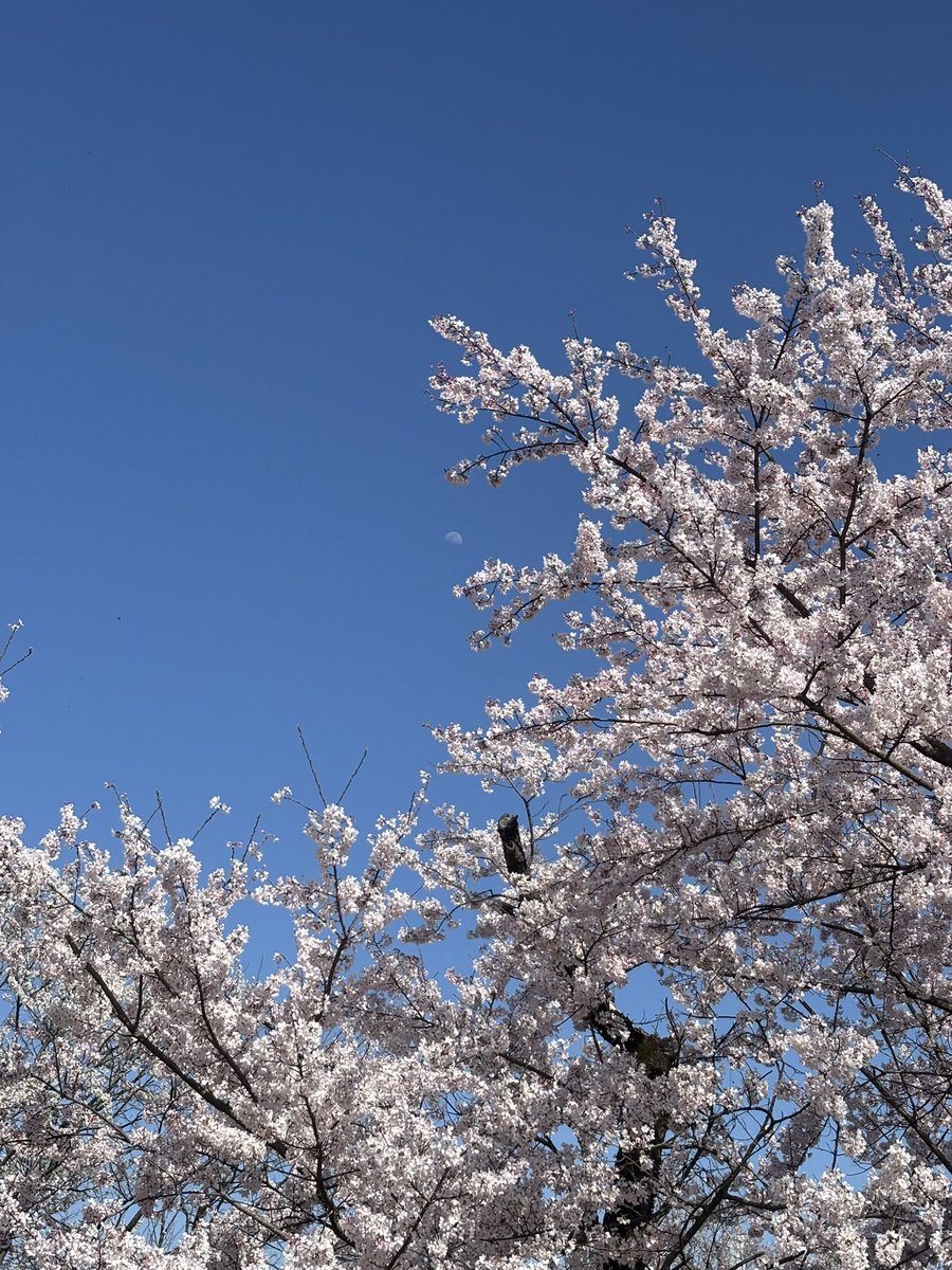 𝙎𝙊𝙍𝘼☁ tweet media