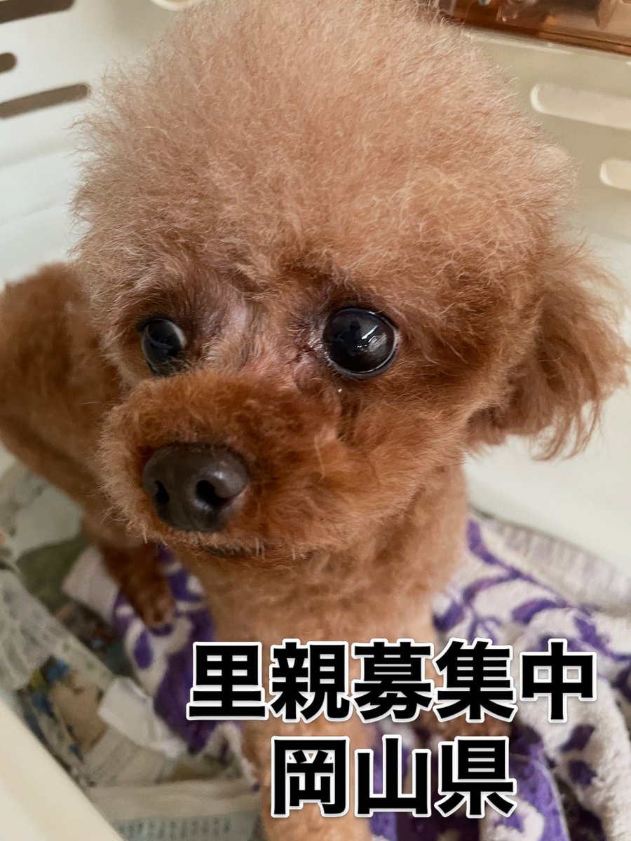 Dog and Cat CASSY tweet media