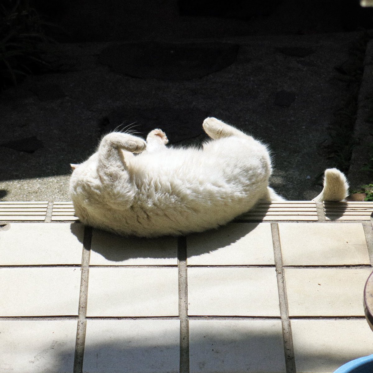 ライムライト写真展などのお知らせ tweet media