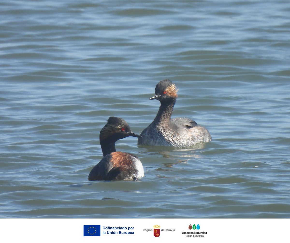 SalinasSPedroPR's tweet photo. ¡Primavera en marcha! 🌸

Las aves de #SalinasSPedroPR entran en época reproductora: lucen su #PlumajeNupcial, aumentan su actividad y buscan salinas, encañizadas y dunas para criar 🐣

Disfruta tu visita con respeto: mantén distancia y sigue normas 🐦

#CUIDAICO #NoCirculasSolo https://t.co/dgdEzPEObr