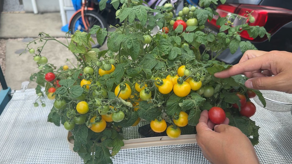 みかんぼーや1987 tweet media