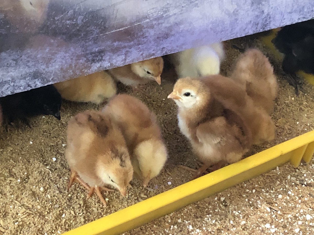 Mr.D VRC tweet media