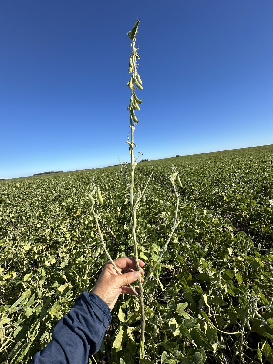 Ing. Agr. Maria Grasso tweet media