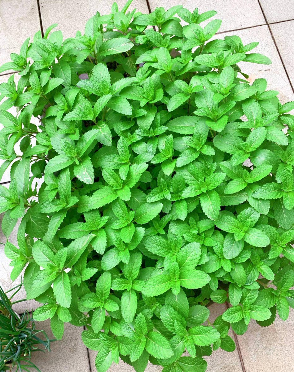 ben stevens tweet media