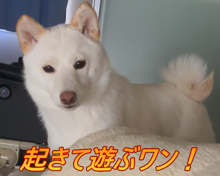 炎寿郎と白豆柴の小雪 tweet media