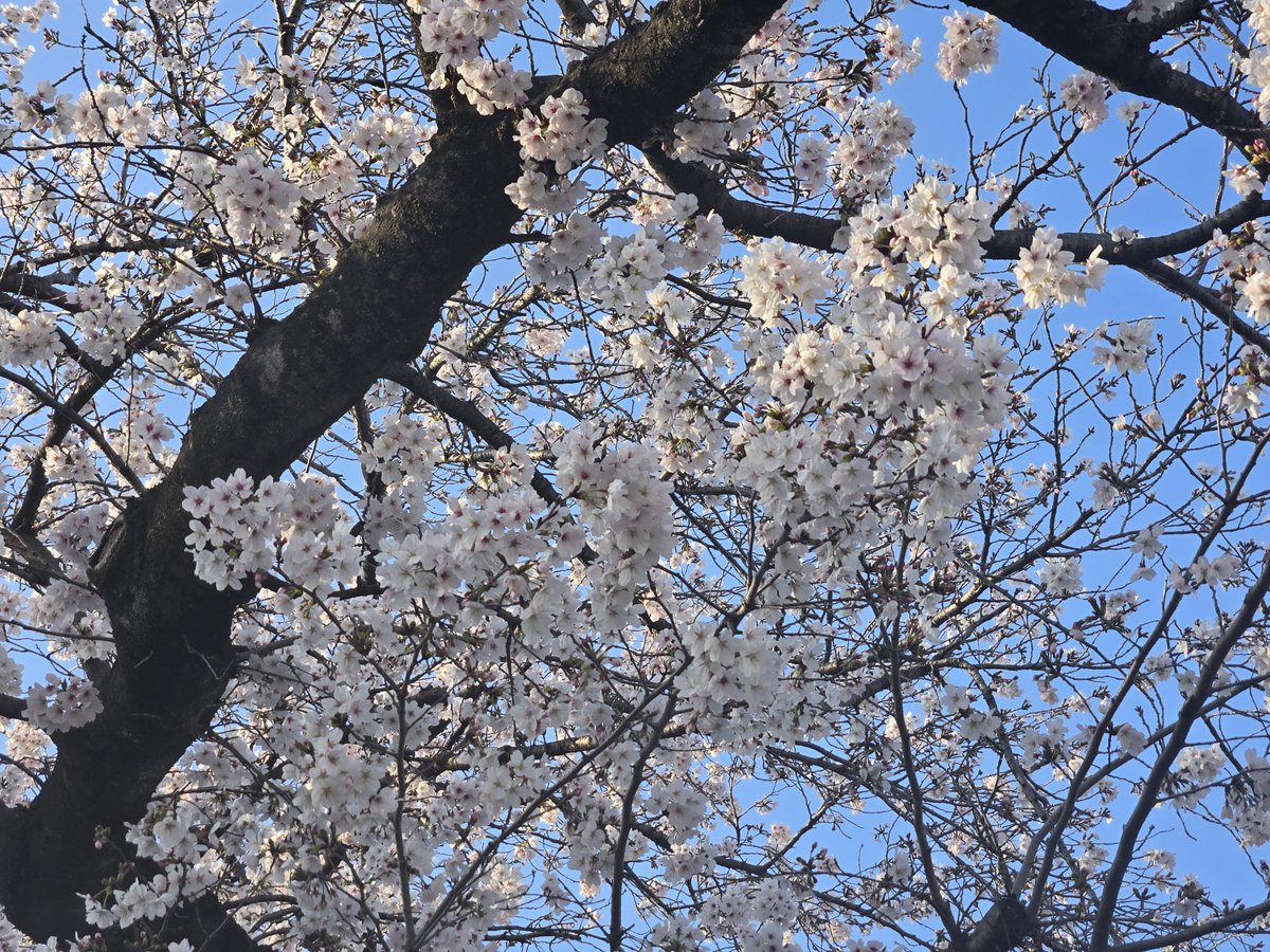 🌸🌸