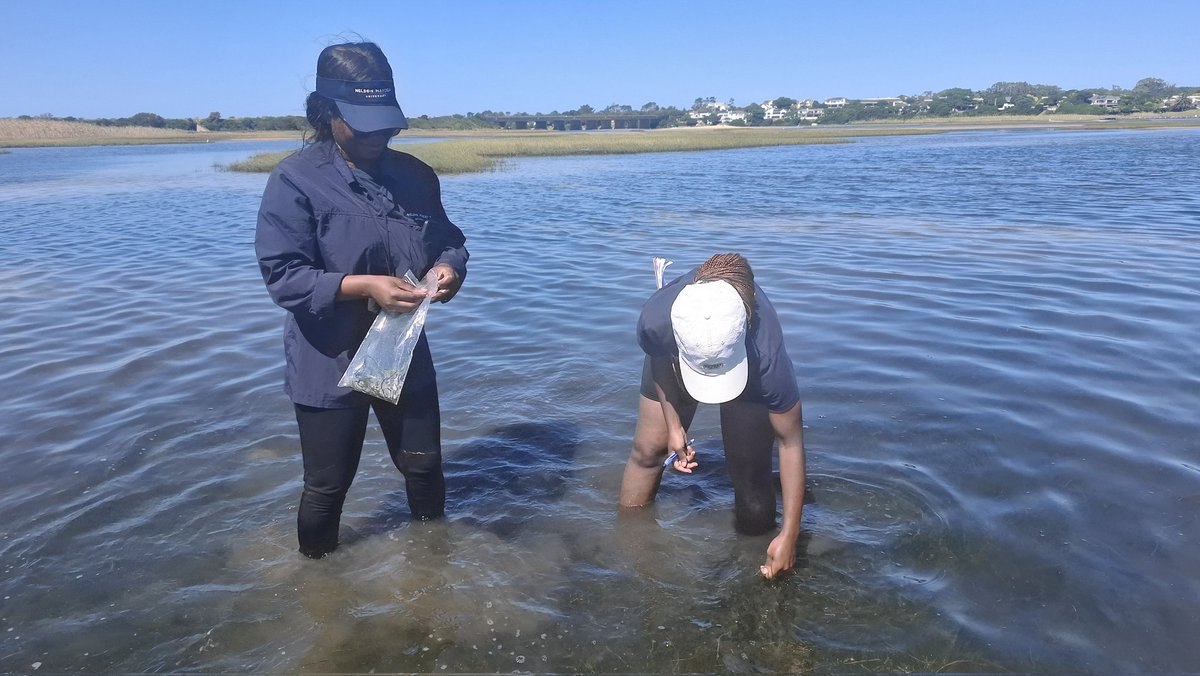 DSI/NRF SWE Research Chair tweet media