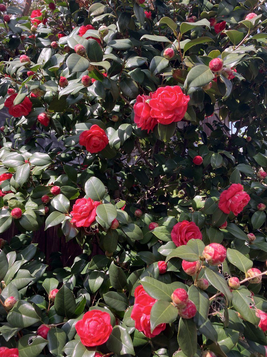 中井ヒトミ tweet media