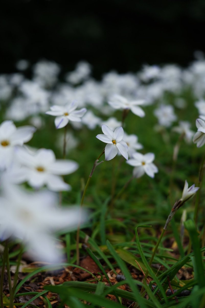 ねむめだち🌼🌿 tweet media