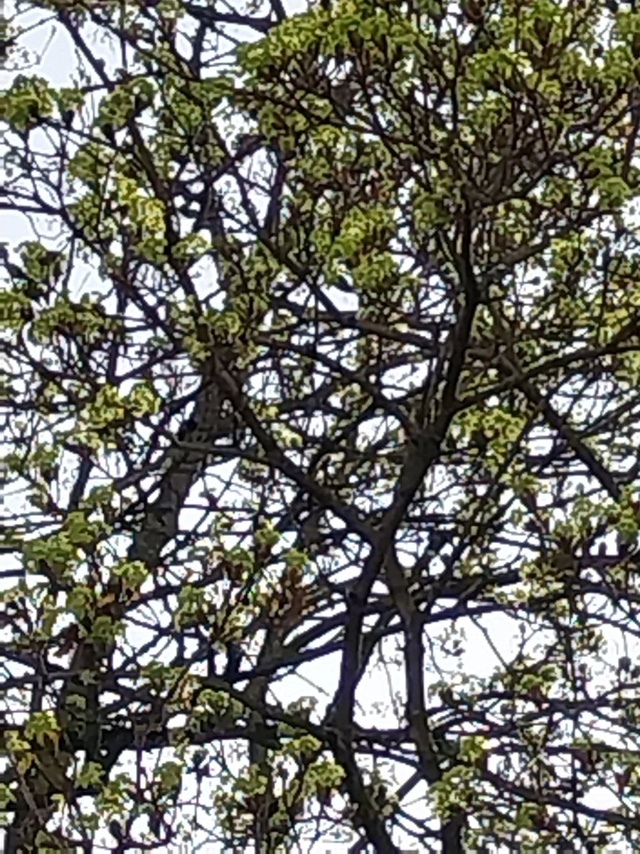 Bonnie Bianco tweet media