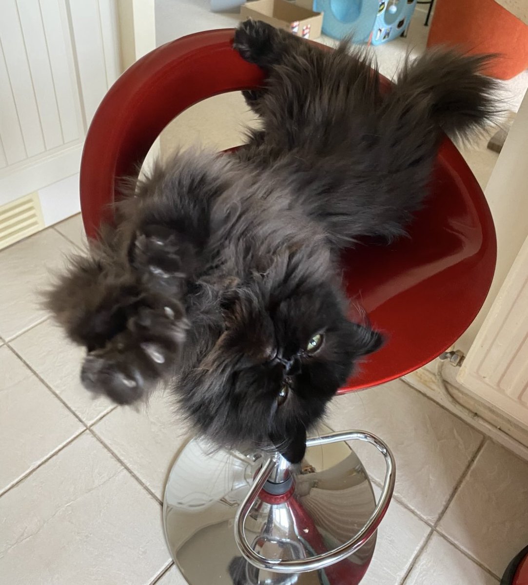 Doris McFloofle tweet media