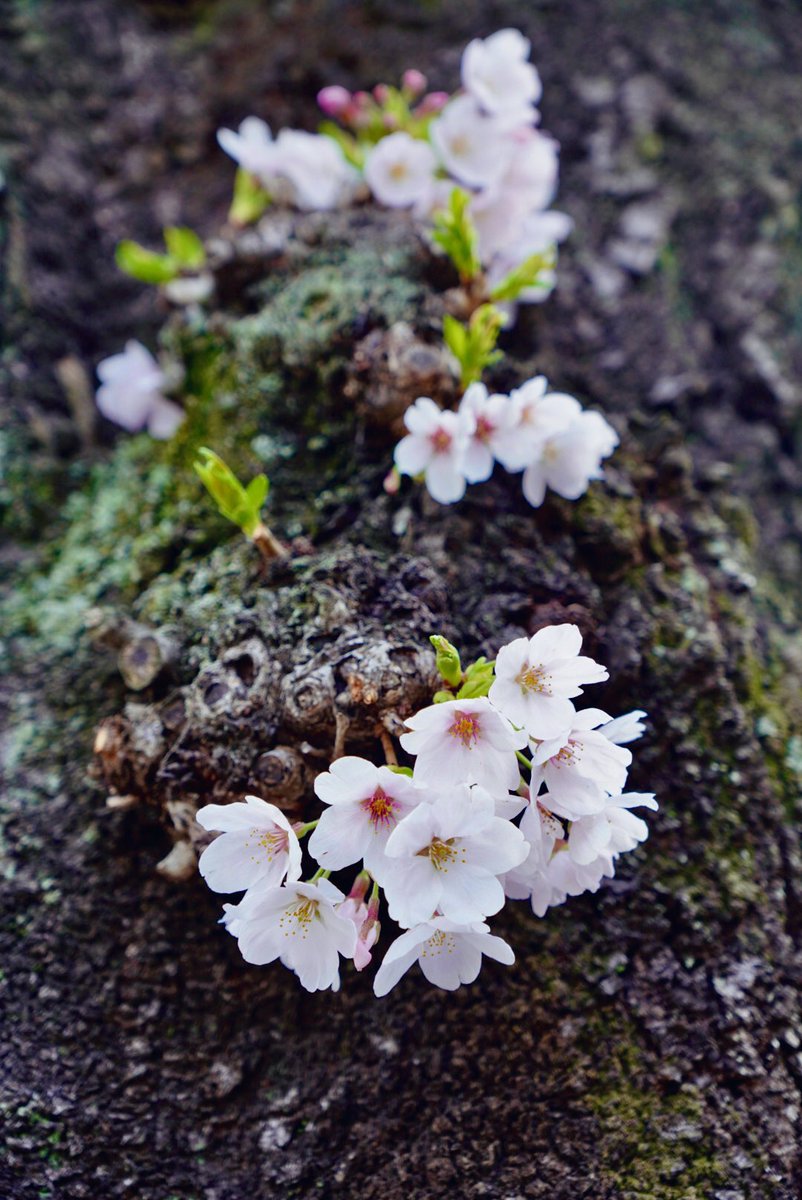 HIDEO_KOJIMA tweet media