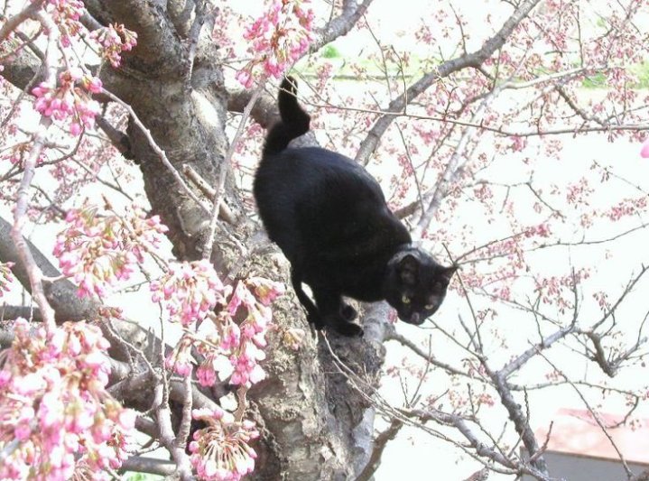 すみれ tweet media