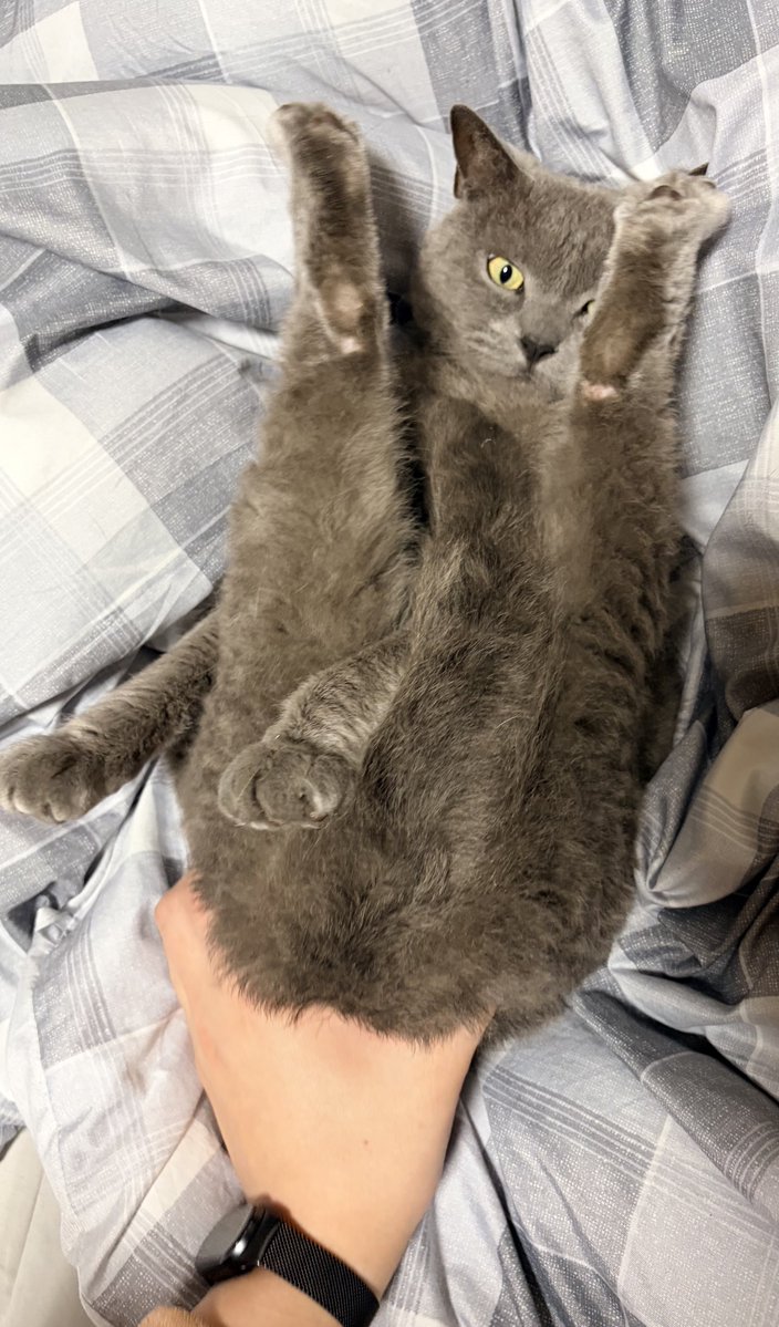 ねこちあ tweet media