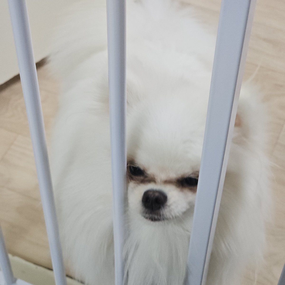 두르강튀아 tweet media