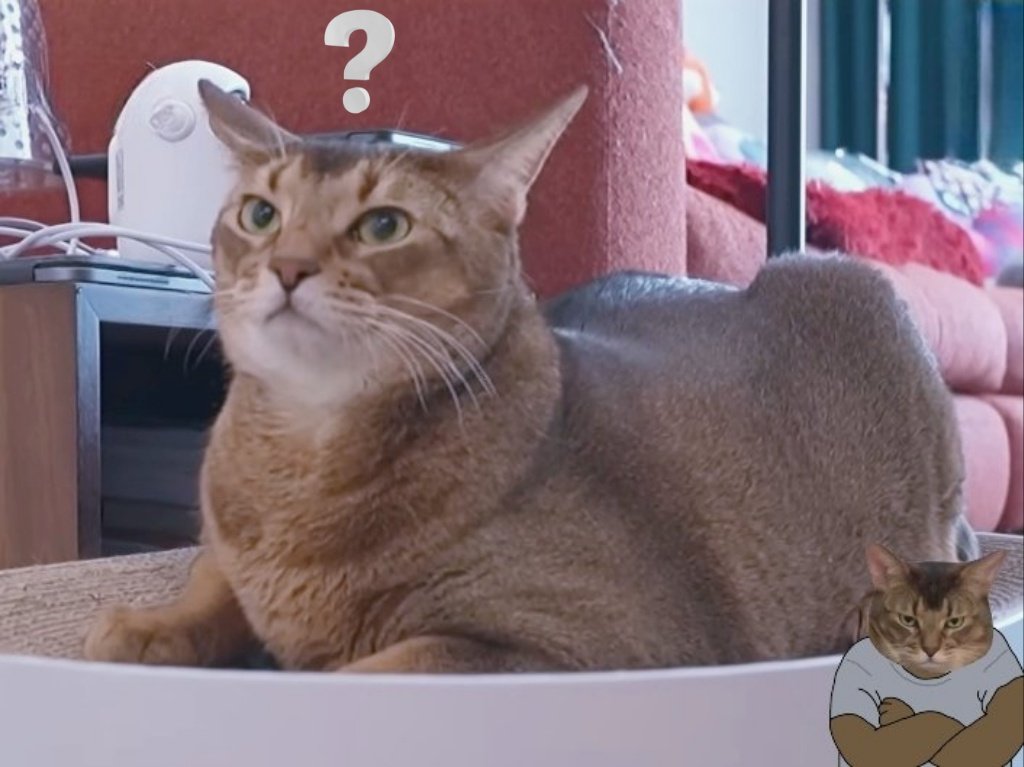 แมวโง่อยากเป็นเอลฟ์อิสระ¹⁰ tweet media