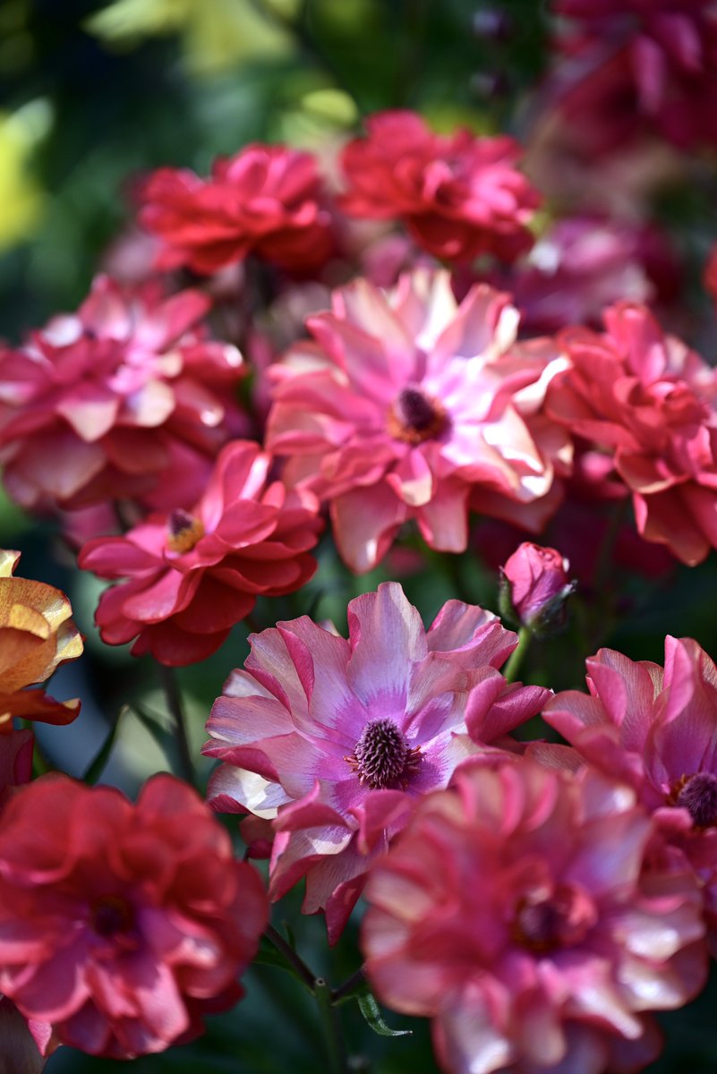 はむにゃん@写真 tweet media