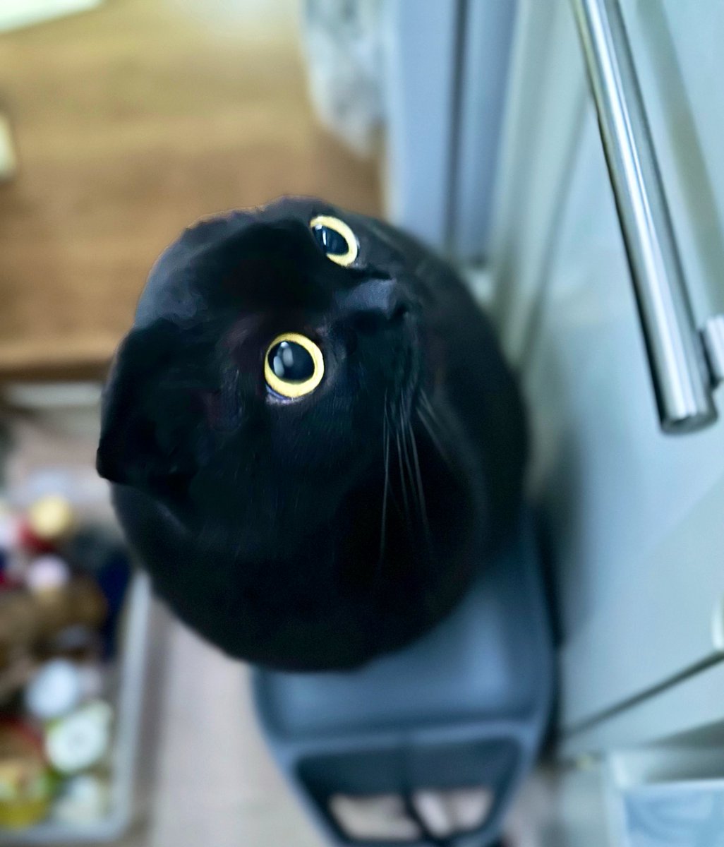 ふわも tweet media