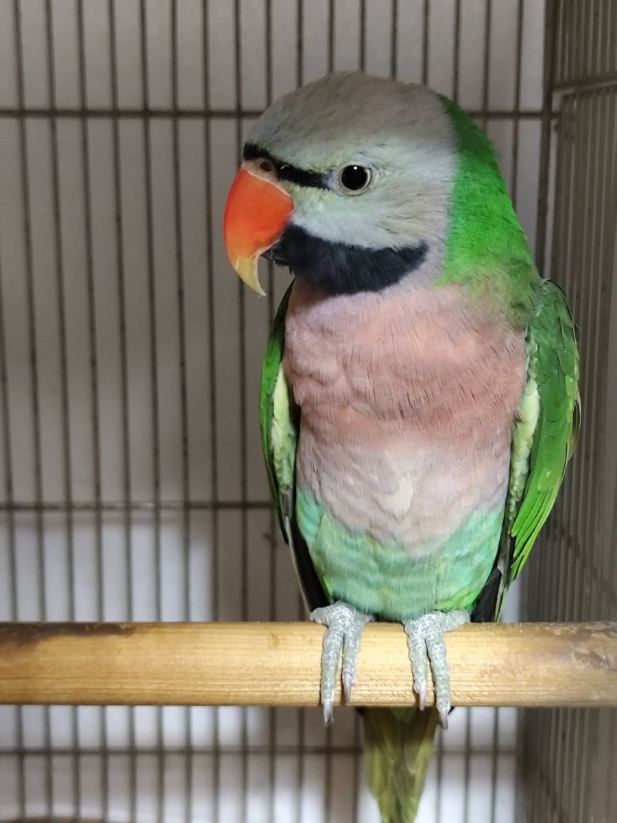 ヴィルキス ヴイツツ🇺🇦 tweet media