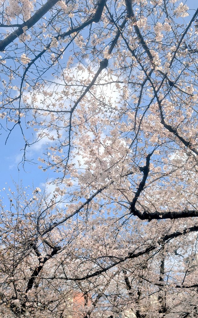 まあち|森真弓🐾 tweet media