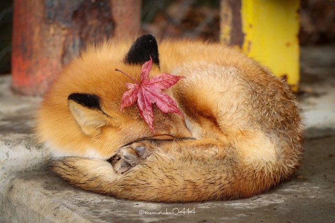 🍁 𝓣𝓱𝓮 𝓕𝓸𝔁 𝓛𝓲𝓯𝓮 🌾🦊 tweet media