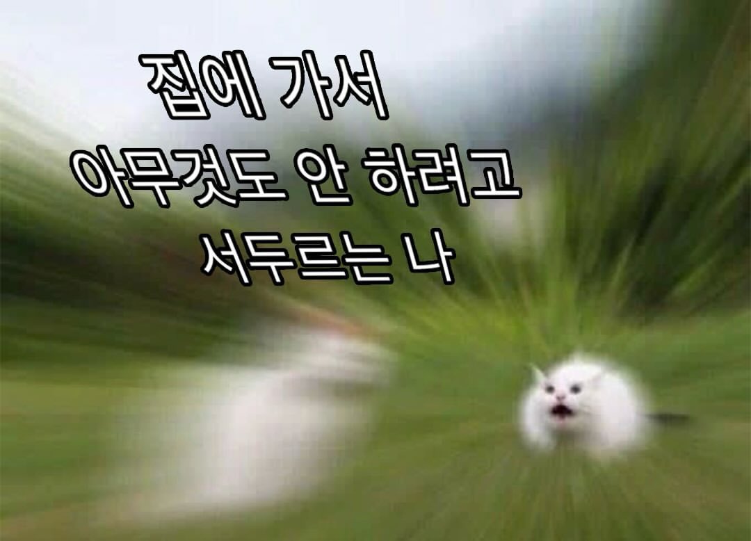 ₍ᐢ. ̫.ᐢ₎사이버햠스터🛸 tweet media